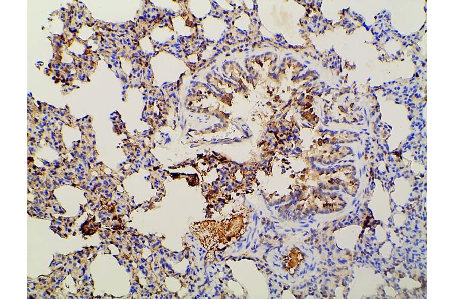 Validation Data - Anti-PI3K p85 alpha (phospho Tyr607) Antibody (A255498)