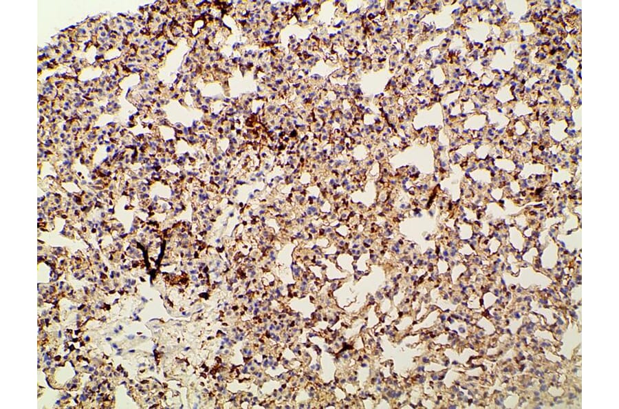 Validation Data - Anti-PI3K p85 alpha (phospho Tyr607) Antibody (A255498)