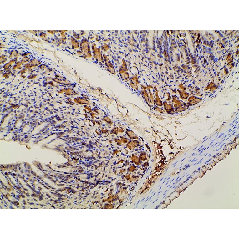 Validation Data - Anti-PI3K p85 alpha (phospho Tyr607) Antibody (A255498)