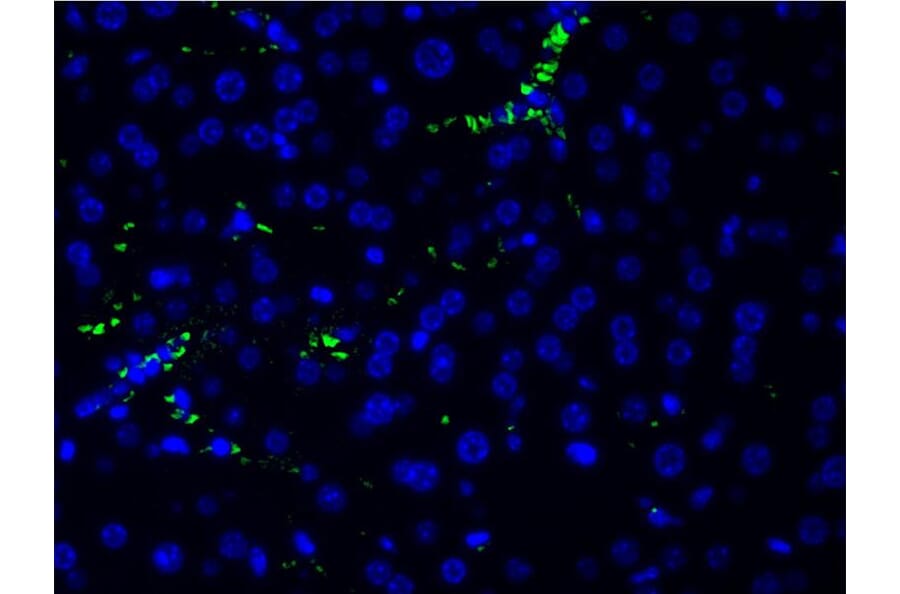Validation Data - Anti-PI3K p85 alpha (phospho Tyr607) Antibody (A255498)