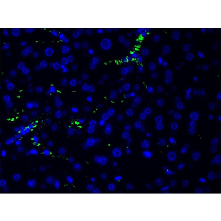 Validation Data - Anti-PI3K p85 alpha (phospho Tyr607) Antibody (A255498)