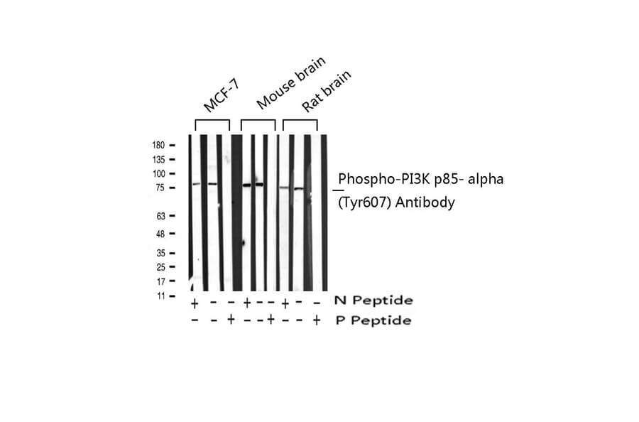 Validation Data - Anti-PI3K p85 alpha (phospho Tyr607) Antibody (A255498)