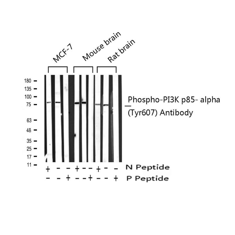 Validation Data - Anti-PI3K p85 alpha (phospho Tyr607) Antibody (A255498)