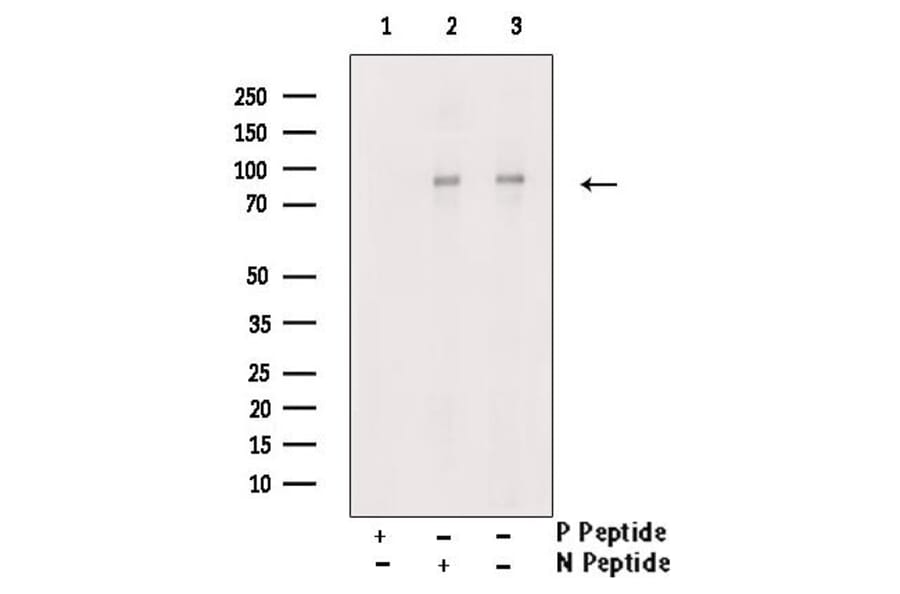 Validation Data - Anti-PI3K p85 alpha (phospho Tyr607) Antibody (A255498)