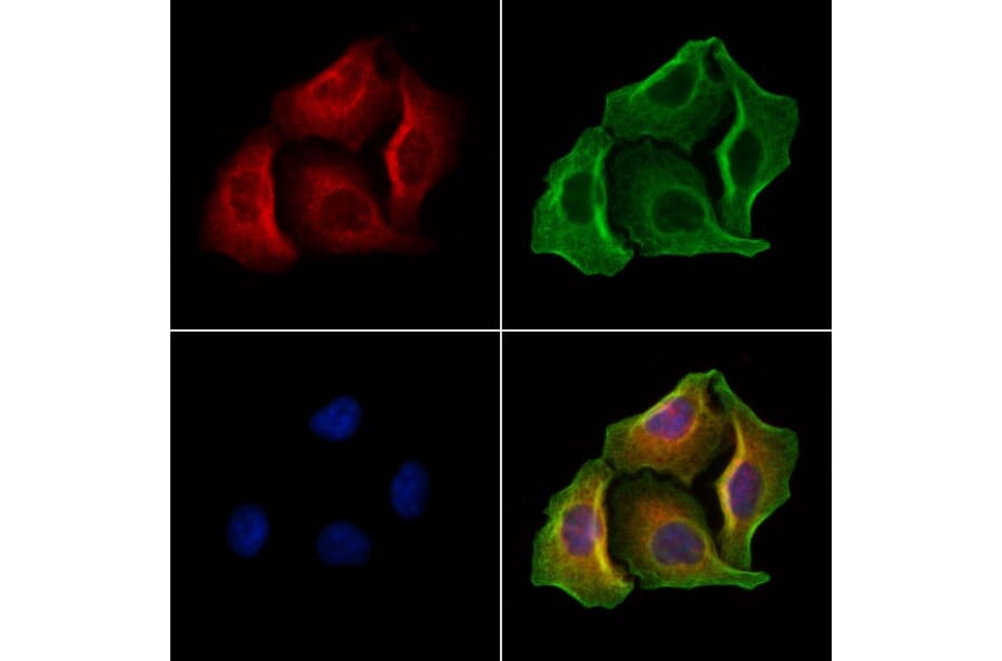 Validation Data - Anti-GSDMD Antibody (A256242)