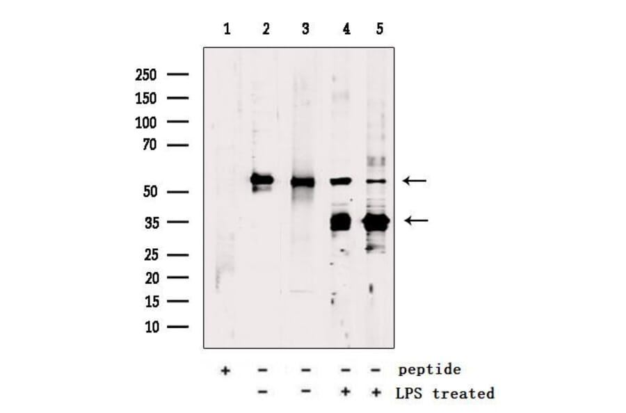Validation Data - Anti-GSDMD Antibody (A256242)