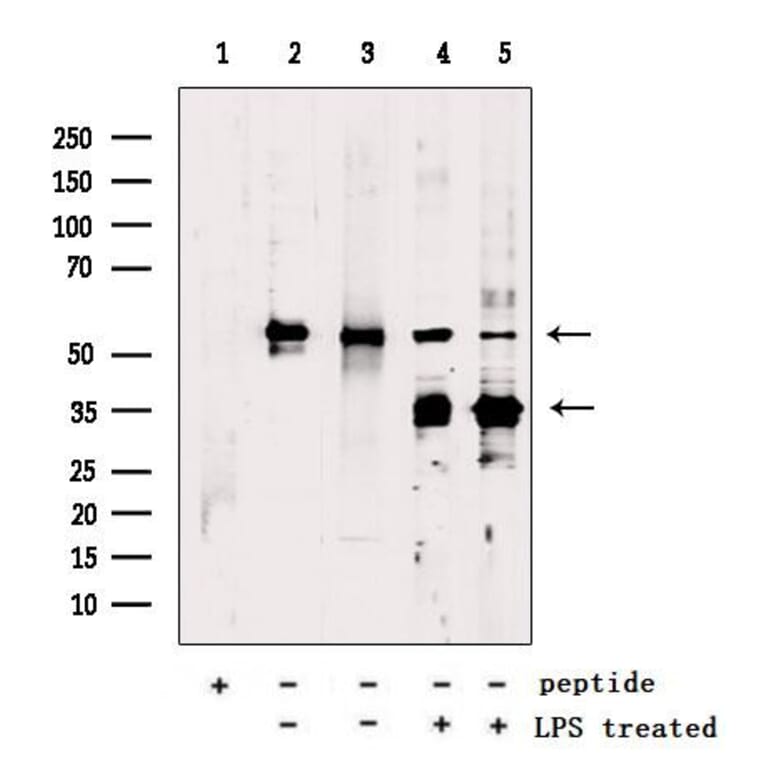 Validation Data - Anti-GSDMD Antibody (A256242)