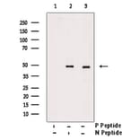 Validation Data - Anti-TAZ (phospho Ser66) Antibody (A256301)