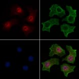 Validation Data - Anti-TAZ (phospho Ser66) Antibody (A256301)