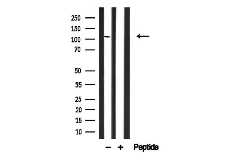 Validation Data - Anti-MRIP Antibody (A256501)