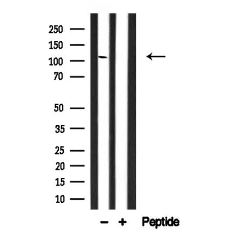Validation Data - Anti-MRIP Antibody (A256501)