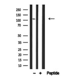 Validation Data - Anti-MRIP Antibody (A256501)