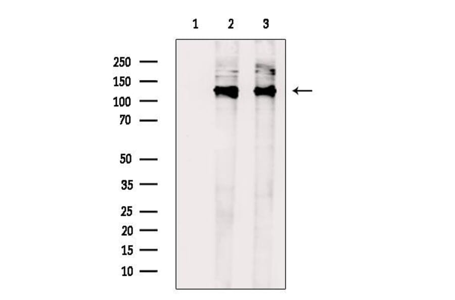 Validation Data - Anti-MRIP Antibody (A256501)