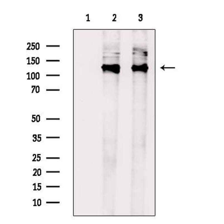 Validation Data - Anti-MRIP Antibody (A256501)