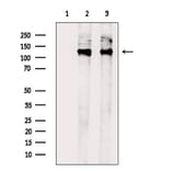 Validation Data - Anti-MRIP Antibody (A256501)