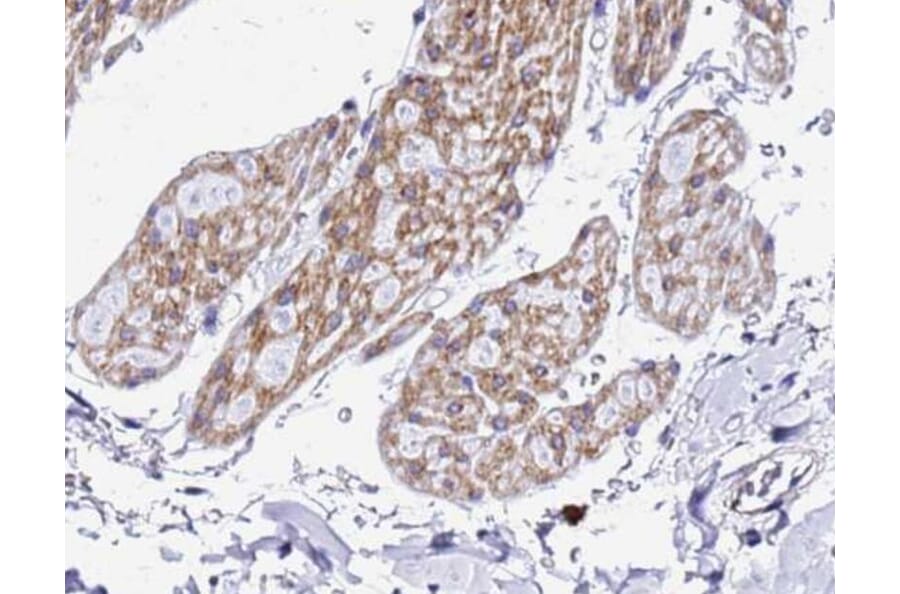 Validation Data - Anti-XBP1 Antibody (A256718)
