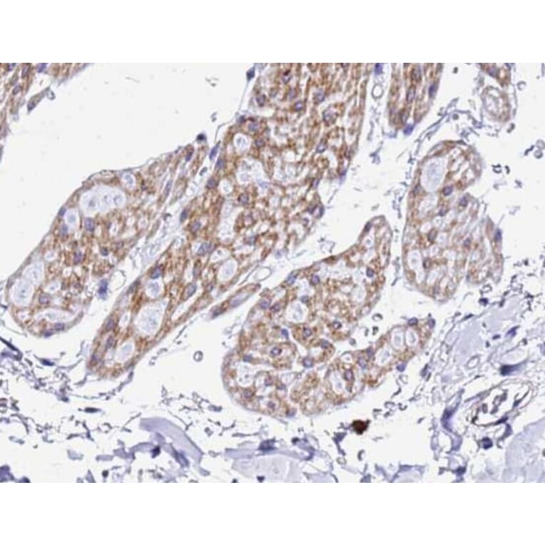Validation Data - Anti-XBP1 Antibody (A256718)