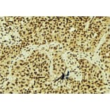 Validation Data - Anti-XBP1 Antibody (A256718)