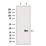 Validation Data - Anti-XBP1 Antibody (A256718)