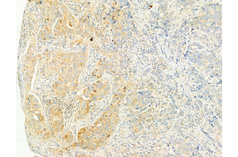 Validation Data - Anti-XBP1 Antibody (A256718)