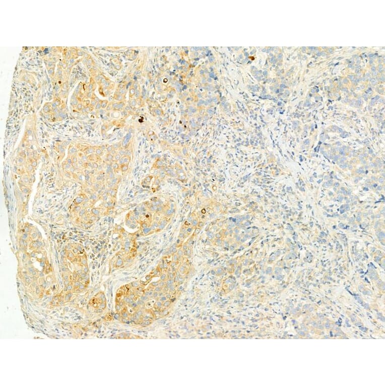 Validation Data - Anti-XBP1 Antibody (A256718)