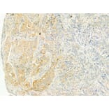 Validation Data - Anti-XBP1 Antibody (A256718)