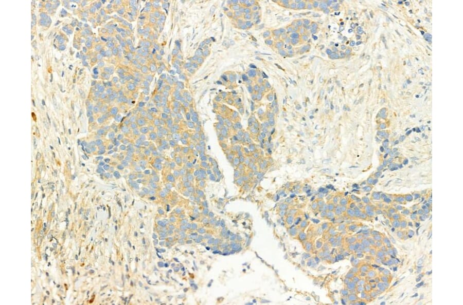 Validation Data - Anti-XBP1 Antibody (A256718)