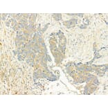 Validation Data - Anti-XBP1 Antibody (A256718)