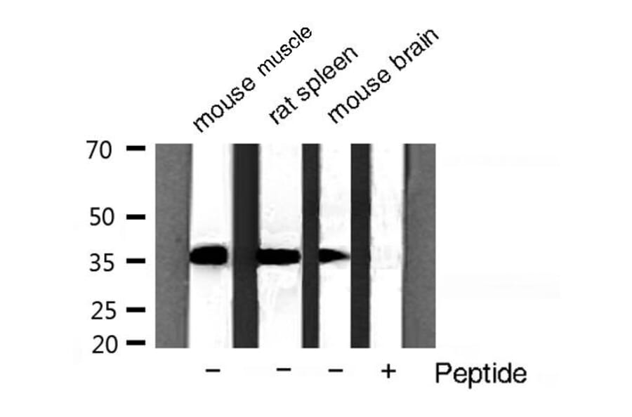 Validation Data - Anti-GAPDH Antibody (A258004)