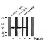 Validation Data - Anti-GAPDH Antibody (A258004)