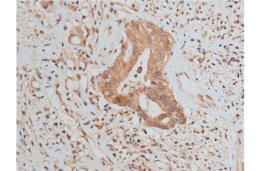 Validation Data - Anti-GAPDH Antibody (A258004)