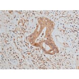 Validation Data - Anti-GAPDH Antibody (A258004)