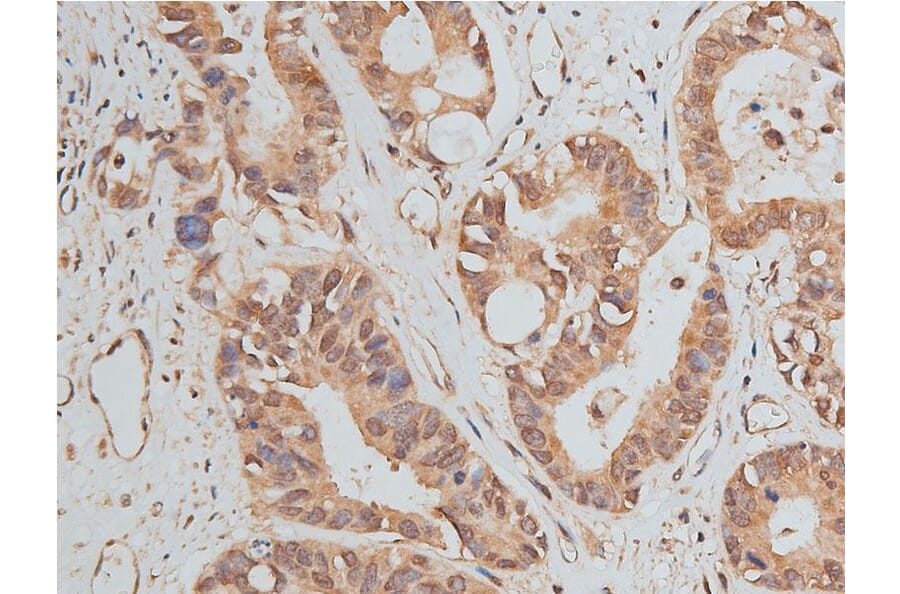 Validation Data - Anti-GAPDH Antibody (A258004)