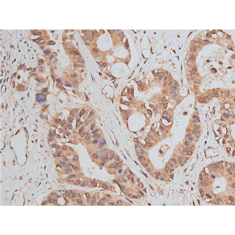 Validation Data - Anti-GAPDH Antibody (A258004)
