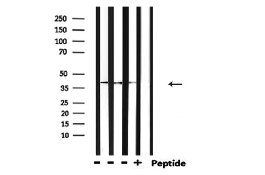 Validation Data - Anti-GAPDH Antibody (A258004)