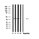 Validation Data - Anti-GAPDH Antibody (A258004)