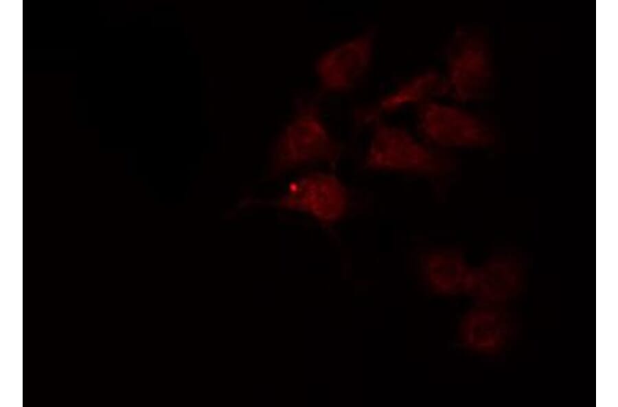 Validation Data - Anti-GAPDH Antibody (A258004)