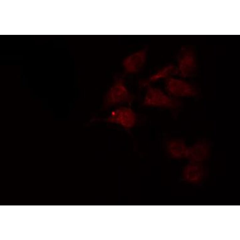 Validation Data - Anti-GAPDH Antibody (A258004)