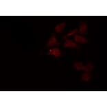Validation Data - Anti-GAPDH Antibody (A258004)