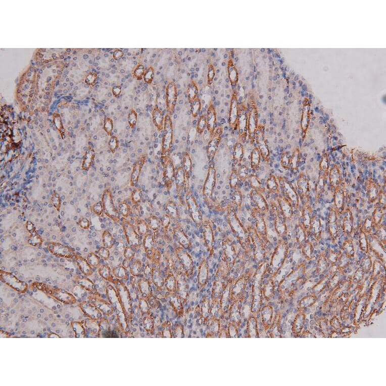 Validation Data - Anti-DNA-PK (phospho Ser2612) Antibody (A258913)