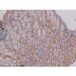 Validation Data - Anti-DNA-PK (phospho Ser2612) Antibody (A258913)