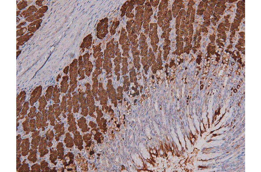 Validation Data - Anti-DNA-PK (phospho Ser2612) Antibody (A258913)