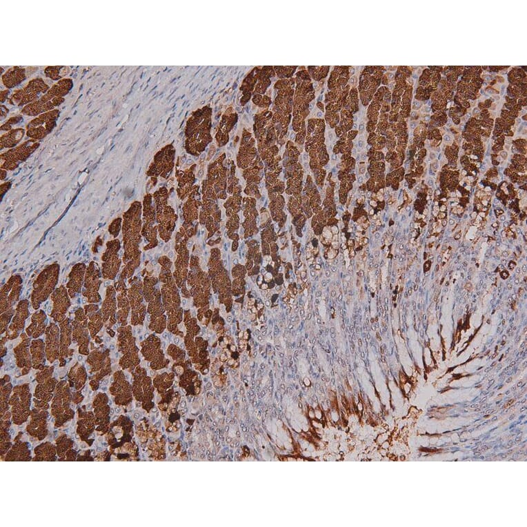 Validation Data - Anti-DNA-PK (phospho Ser2612) Antibody (A258913)