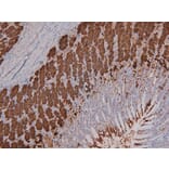 Validation Data - Anti-DNA-PK (phospho Ser2612) Antibody (A258913)