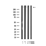Validation Data - Anti-DNA-PK (phospho Ser2612) Antibody (A258913)