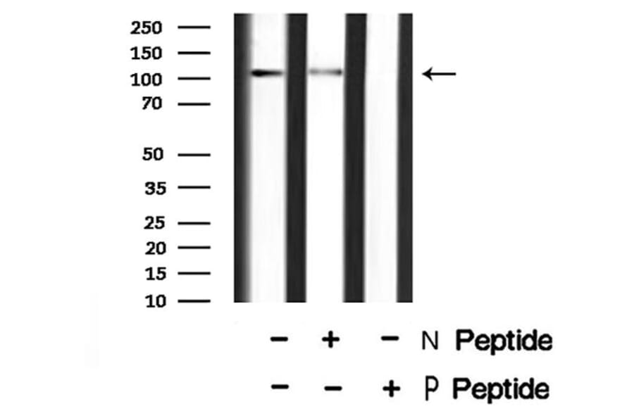 Validation Data - Anti-MYPT1 (phospho Ser668) + MYPT2 (phospho Ser618) Antibody (A259307)