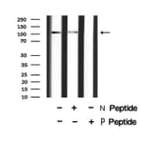 Validation Data - Anti-MYPT1 (phospho Ser668) + MYPT2 (phospho Ser618) Antibody (A259307)