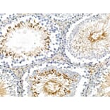 Validation Data - Anti-MYPT1 (phospho Ser668) + MYPT2 (phospho Ser618) Antibody (A259307)