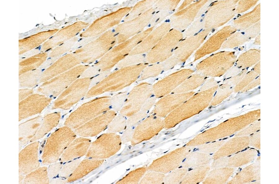Validation Data - Anti-MYPT1 (phospho Ser668) + MYPT2 (phospho Ser618) Antibody (A259307)