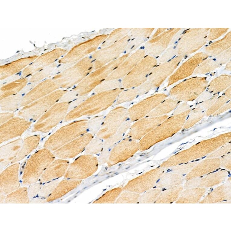 Validation Data - Anti-MYPT1 (phospho Ser668) + MYPT2 (phospho Ser618) Antibody (A259307)